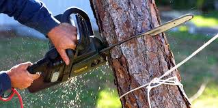 Best Pest Control for Lawns  in Glen Ellen, CA
