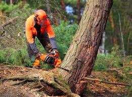 Best Lawn Irrigation Installation and Maintenance  in Glen Ellen, CA