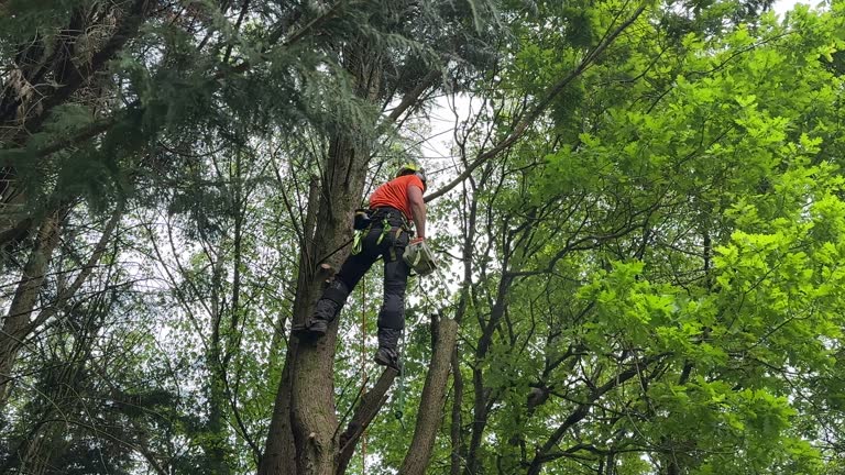 Best Stump Grinding and Removal  in Glen Ellen, CA
