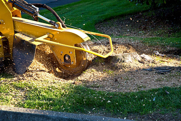 Best Emergency Tree Removal  in Glen Ellen, CA